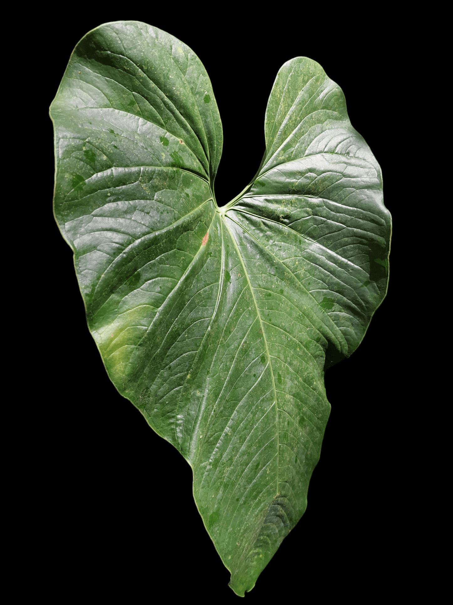 Anthurium sp. Cachiyacu amazon plants peru