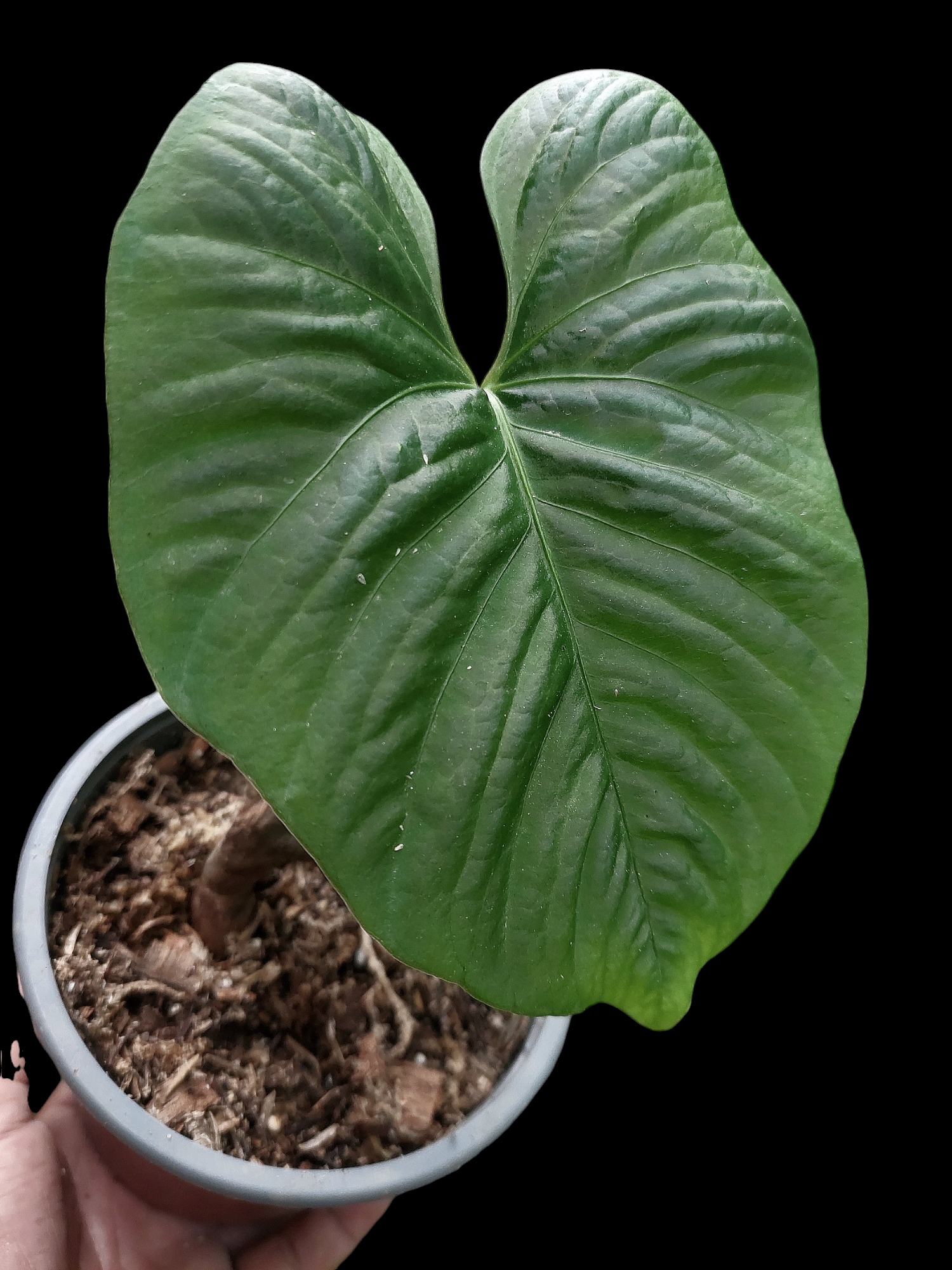 anthurium glowing Anthurium sp. "Kunayala Glow" Wild Ecotype Pure Specie (EXACT PLANT)
