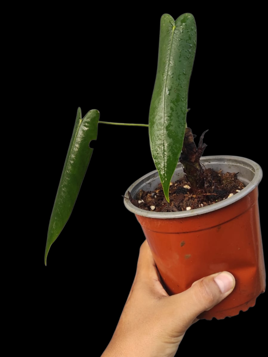 Anthurium Josei Narrow Form (EXACT PLANT)