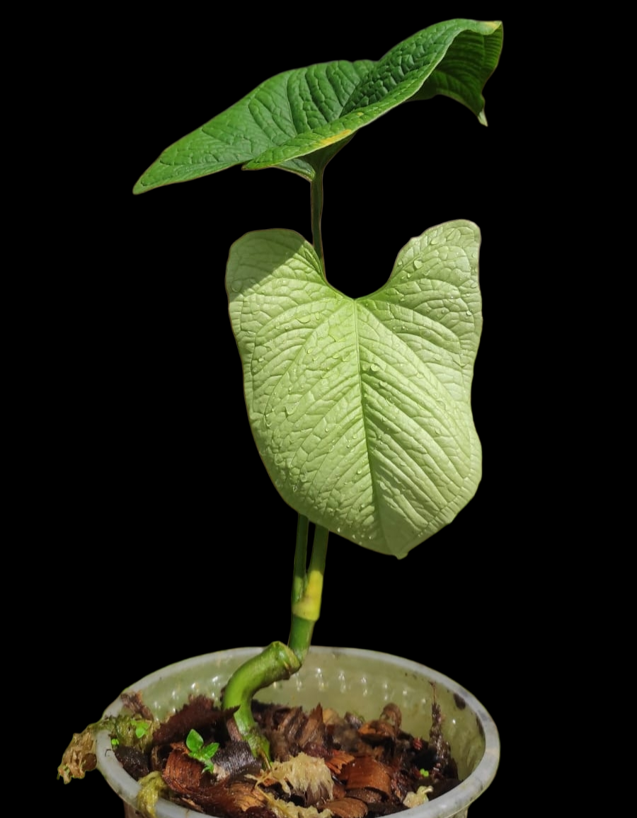 Anthurium Puberulum (Croat & Lingán) with 2 Leaves Native to Peru