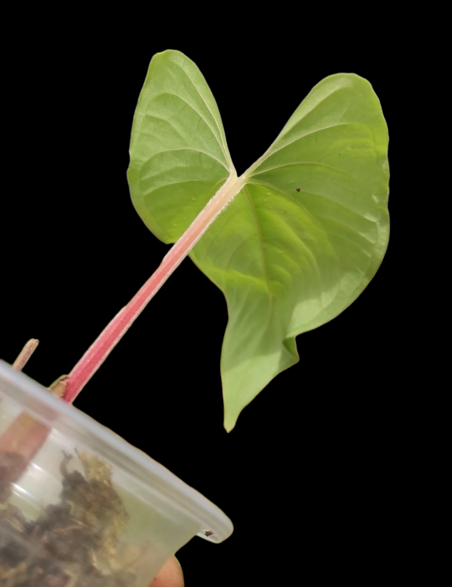 Anthurium sp. 'Kunayala Glow' Emerging Yelow Leaf (EXACT PLANT)