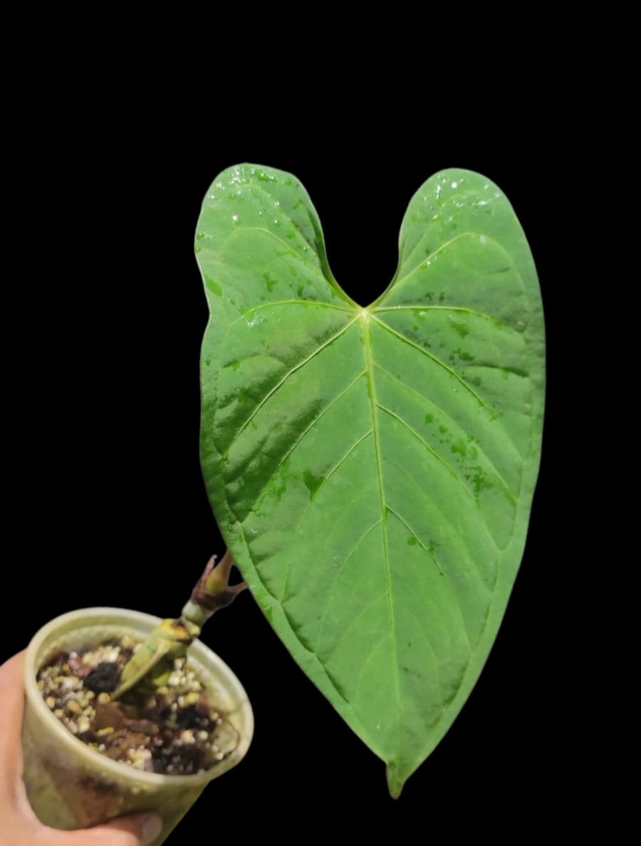 Anthurium sp. "Tarapoto Green Velvet" (EXACT PLANT)