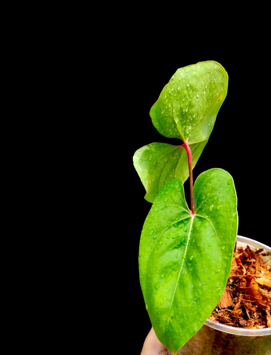 Anthurium sp. 'Amazon Red Petiole' El Dorado Ecotype (EXACT PLANT)