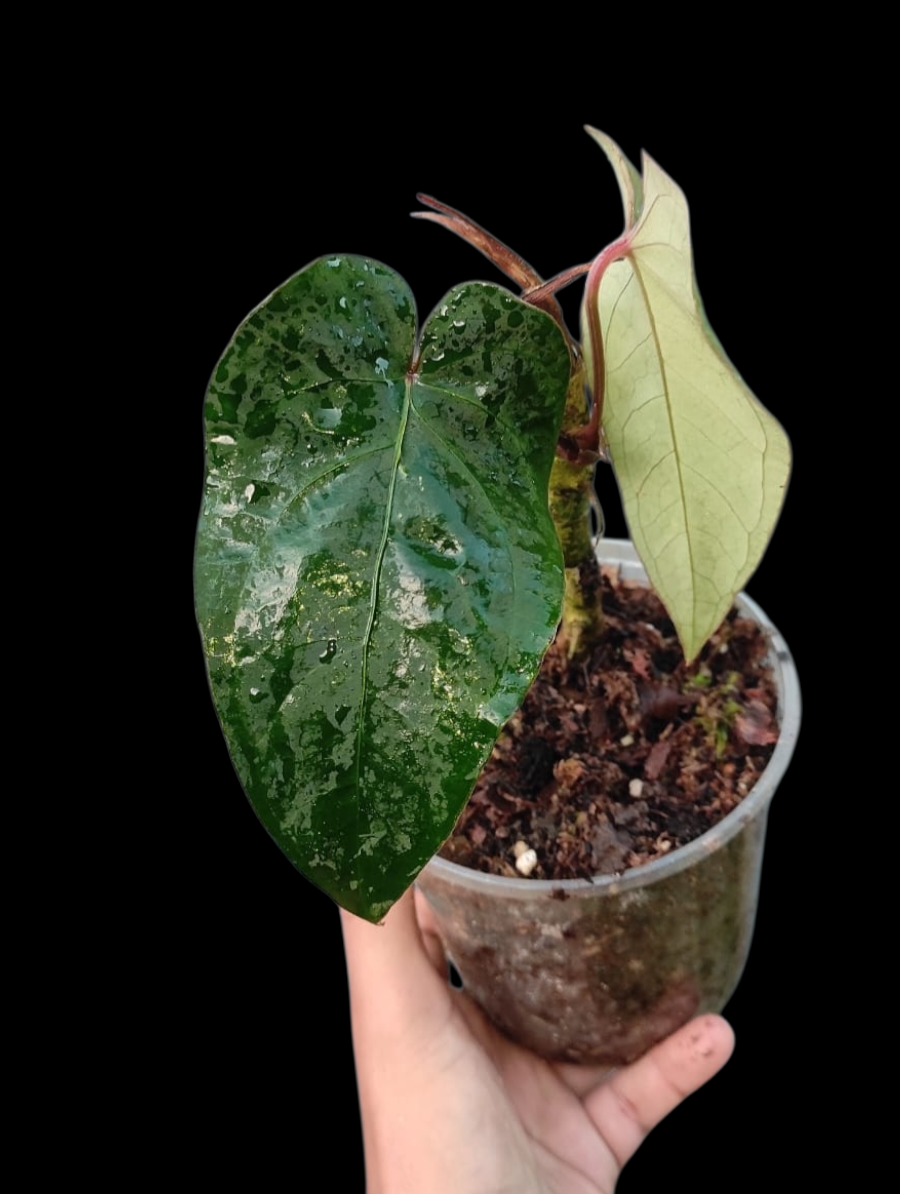 anthurium special Anthurium sp. 'Huanuco Velvet' Special Phenotype (EXACT PLANT)