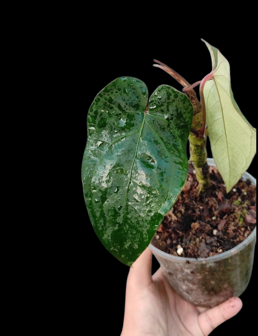 Anthurium sp. 'Huanuco Velvet' Special Phenotype (EXACT PLANT)