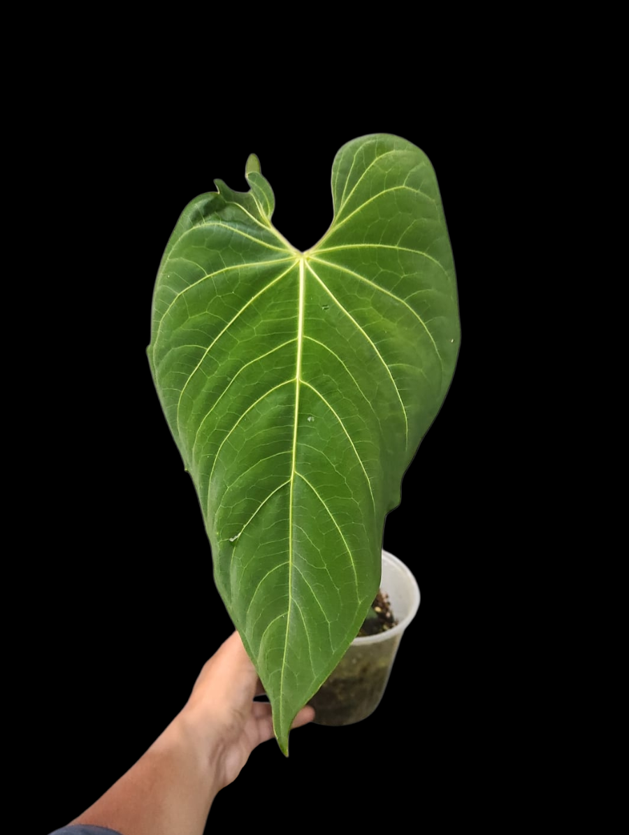 Anthurium sp. 'Colombianense' (EXACT PLANT) – Amazon Plants Peru