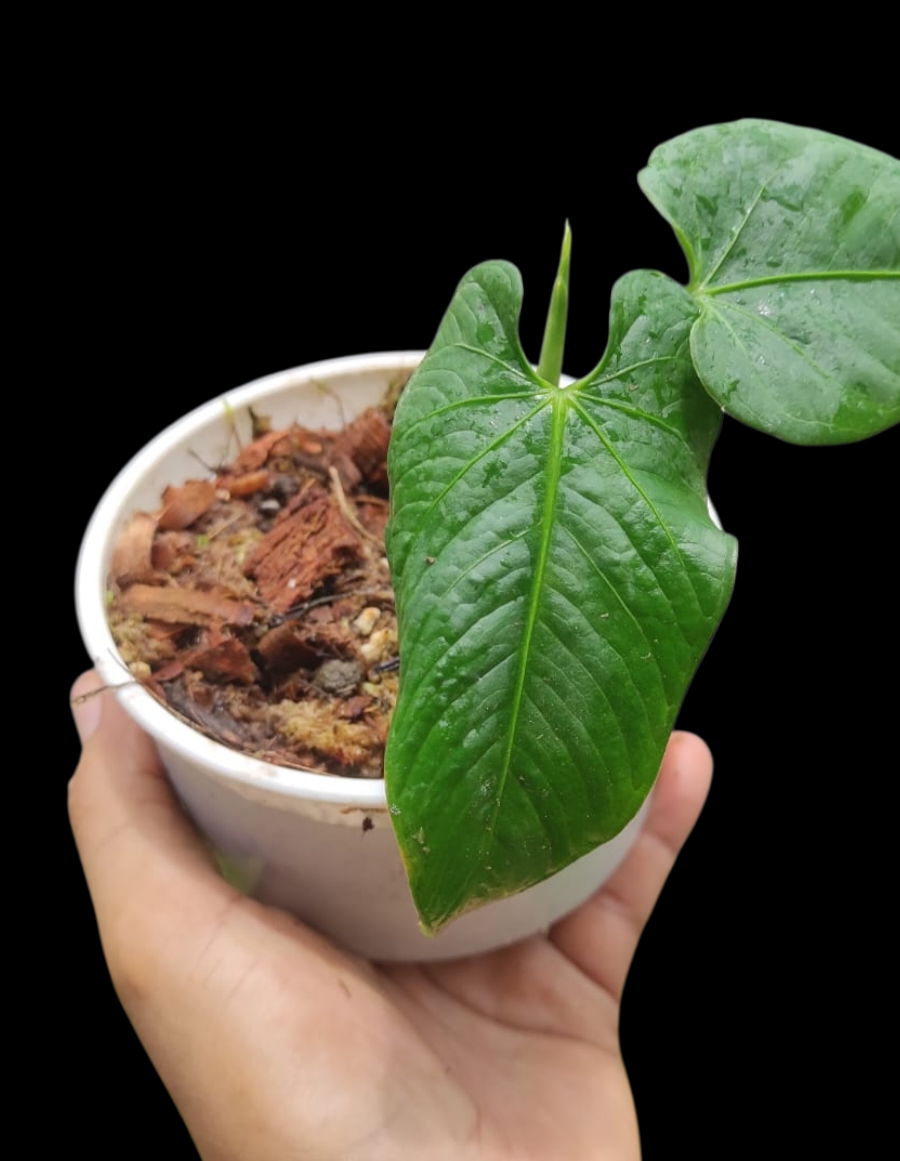 Anthurium sp. 'Cachiyacu' Small PLant with 2 Leaves (EXACT PLANT)