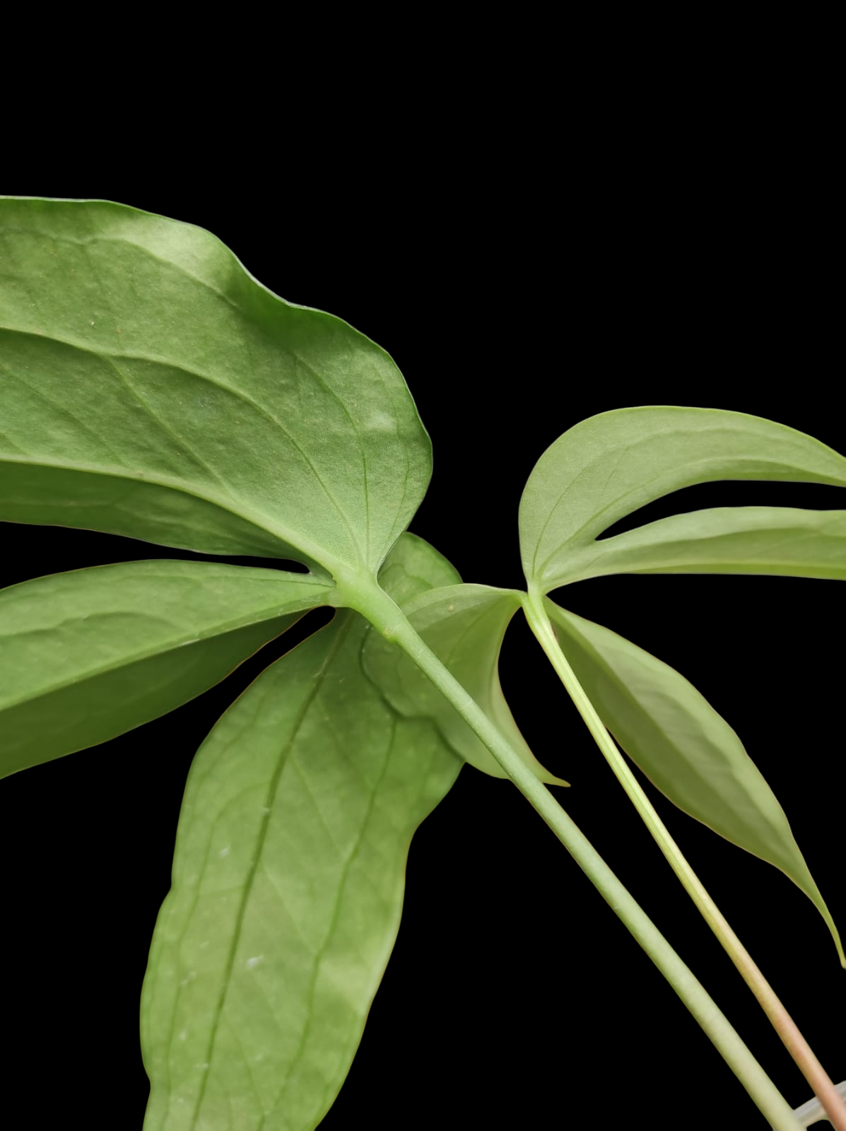 Anthurium sp. 'Emerald Lance' with 2 Leaves (EXACT PLANT)