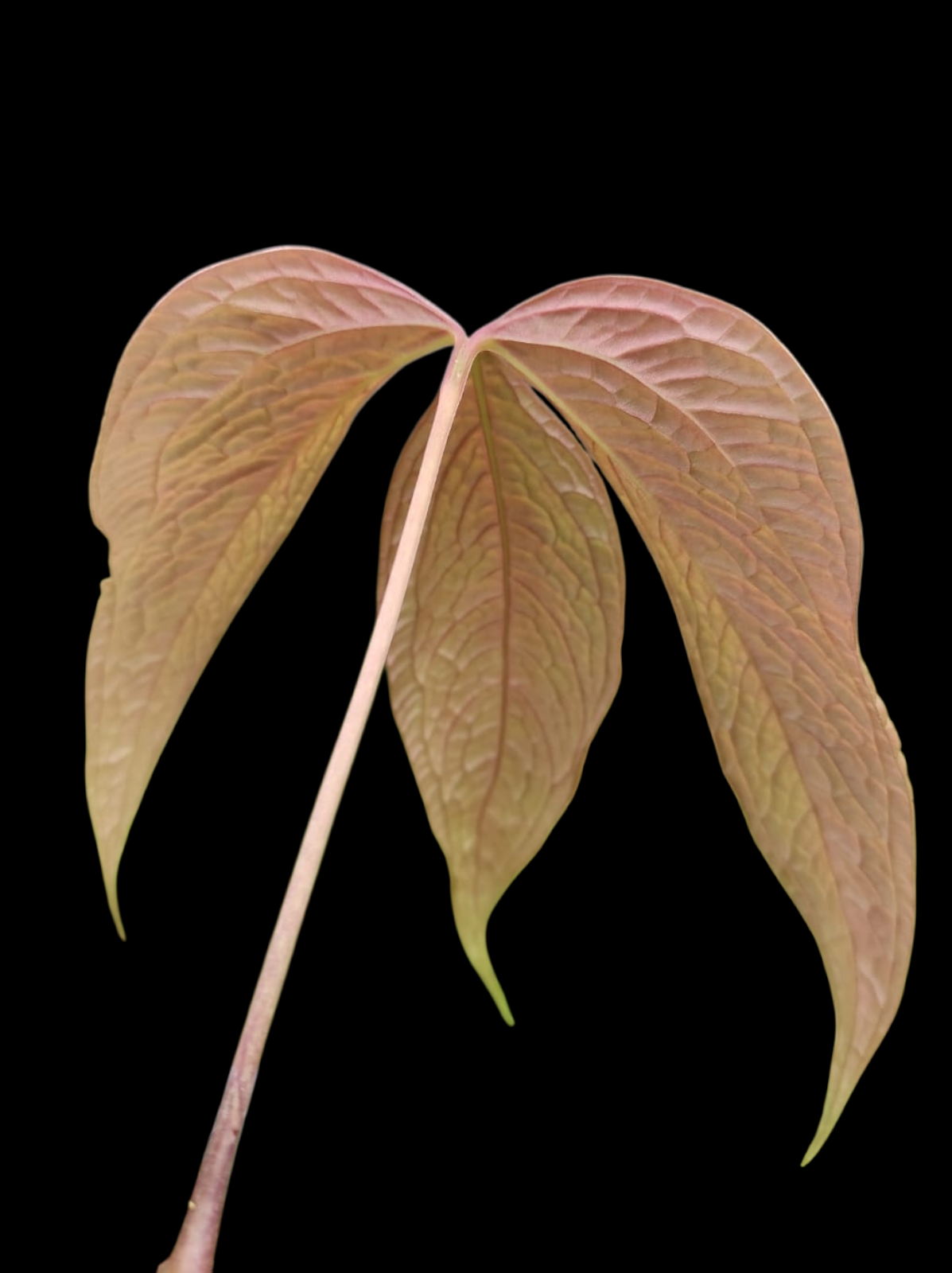 Anthurium sp. "Crocodile Hands" (EXACT PLANT)