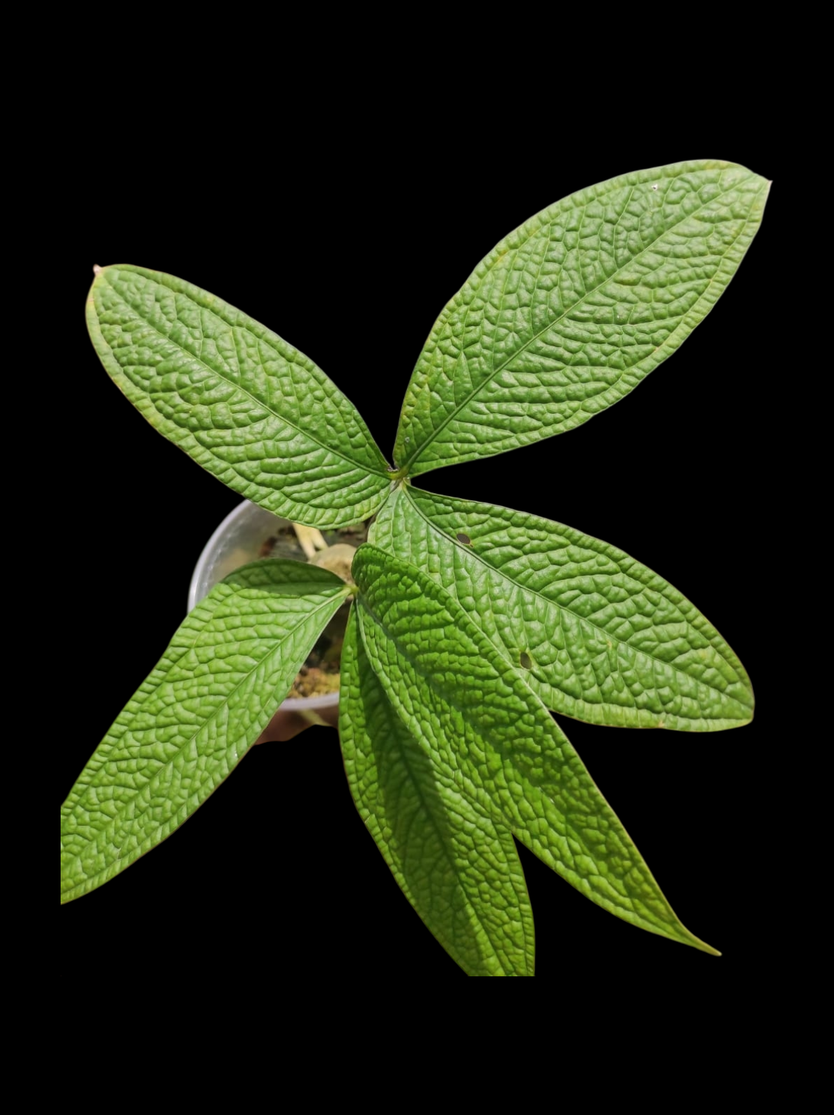 Anthurium sp. 'Weed of the Andes' with 2 Leaves (ACTUAL PLANT)