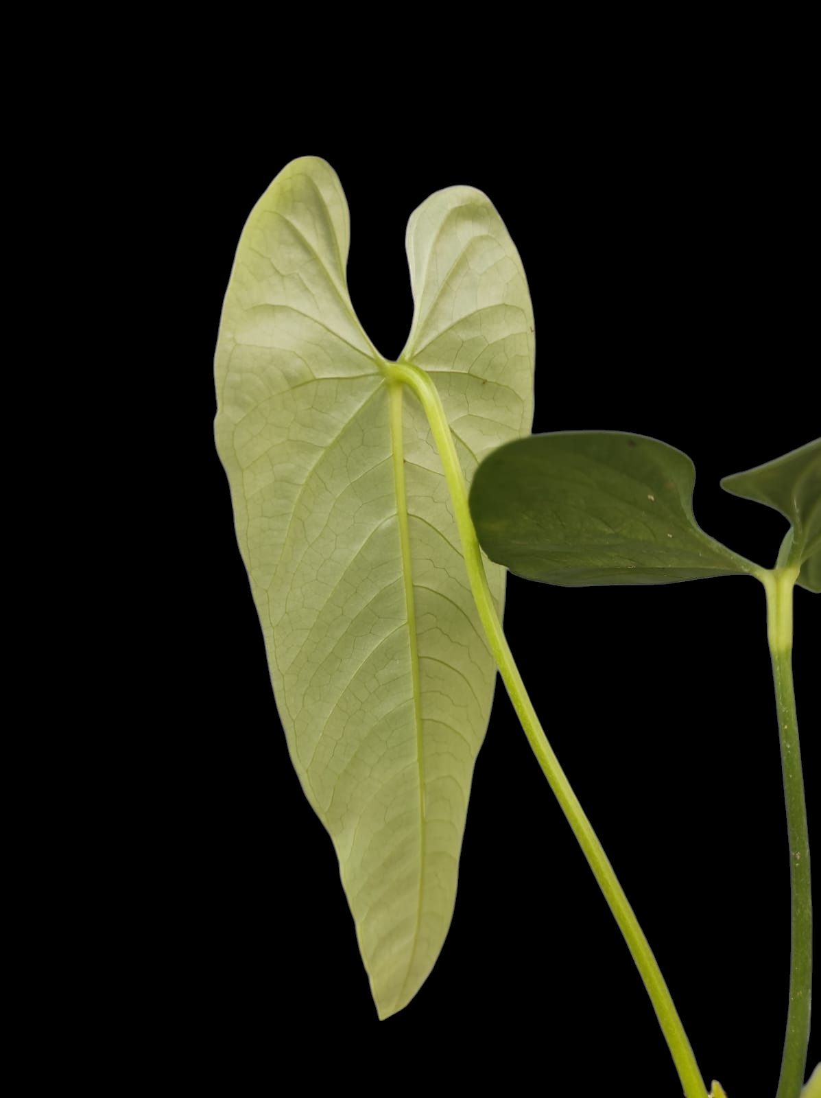 Anthurium sp. 'Verdesino' Wild Ecotype (EXACT PLANT)