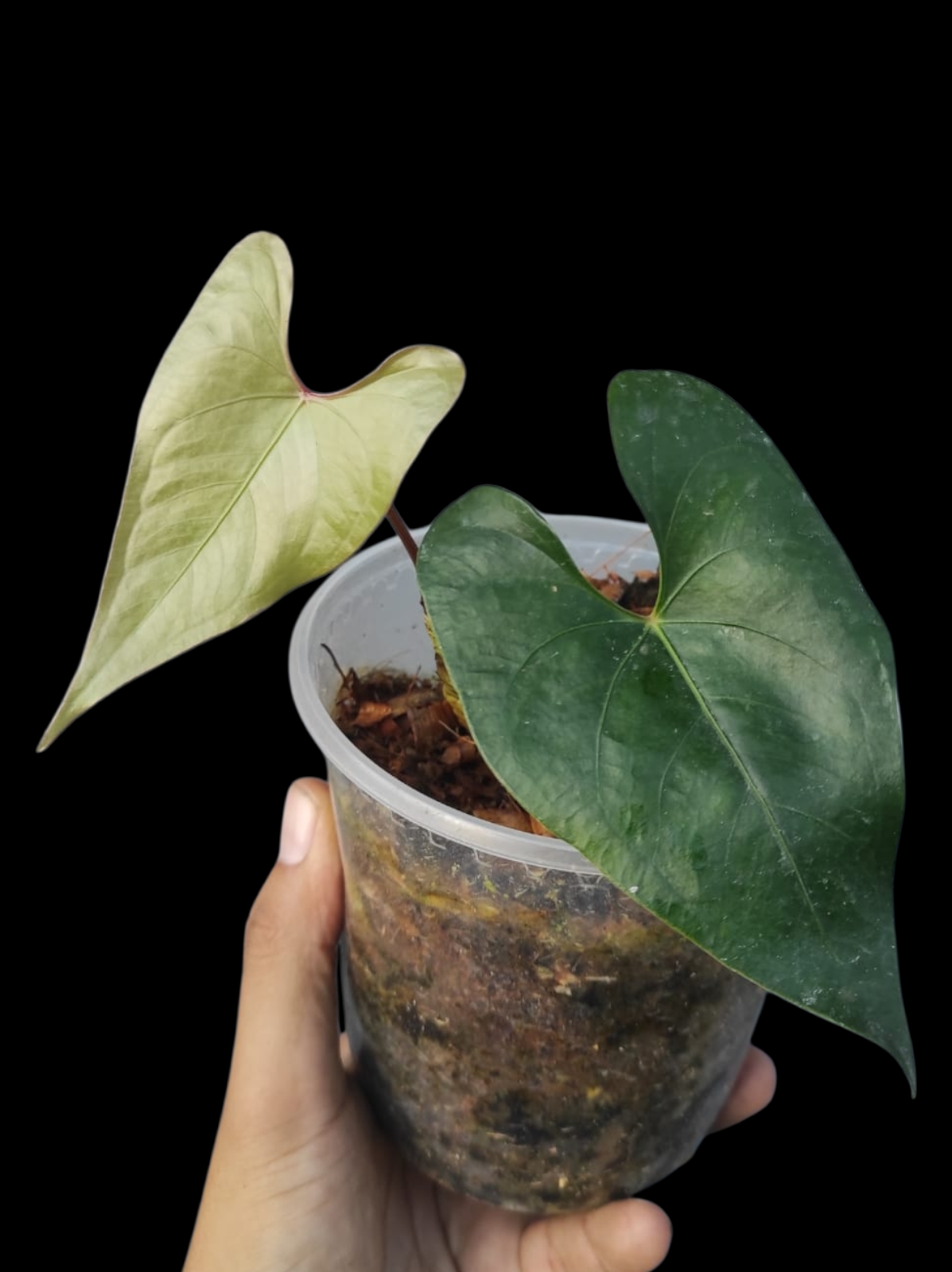 el anthurium Anthurium sp. 'El Dorado' Red Petiole phenotype (EXACT PLANT)