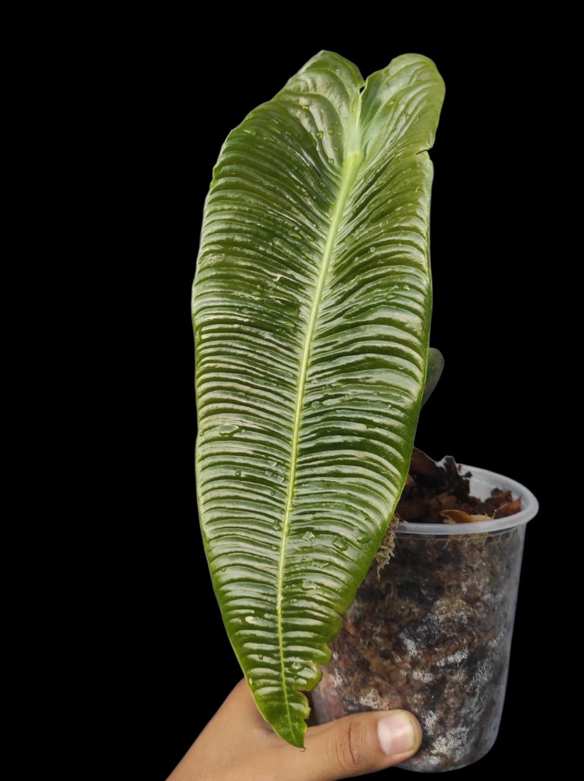 anthurium veitchii narrow form Anthurium veitchii narrow form #2125