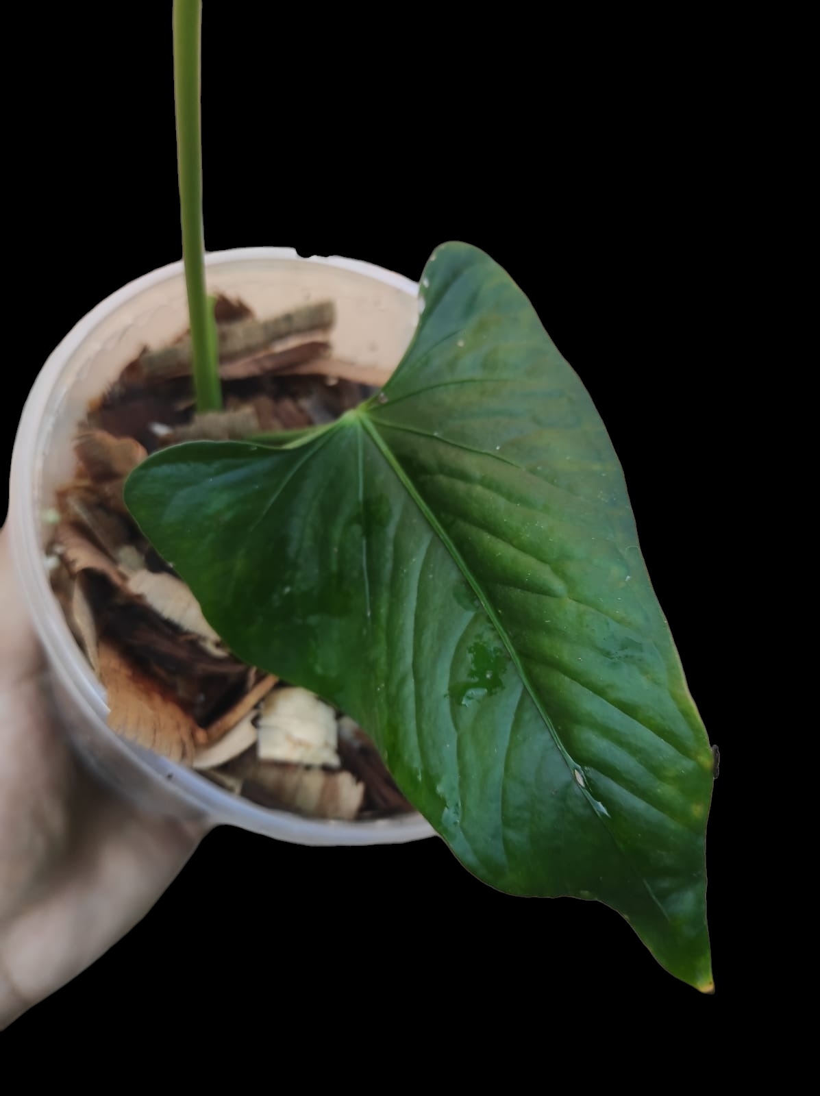Anthurium sp. 'Cachiyacu' Small PLant with 2 Leaves (EXACT PLANT)