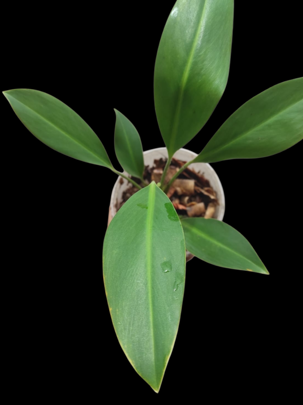 Stenospermation spp. Amazonian Araceae (ACTUAL PLANT)