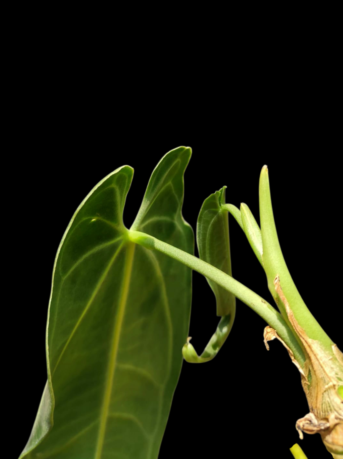 Anthurium Warocqueanum Wild Ecotype LARGE Plant (EXACT PLANT)