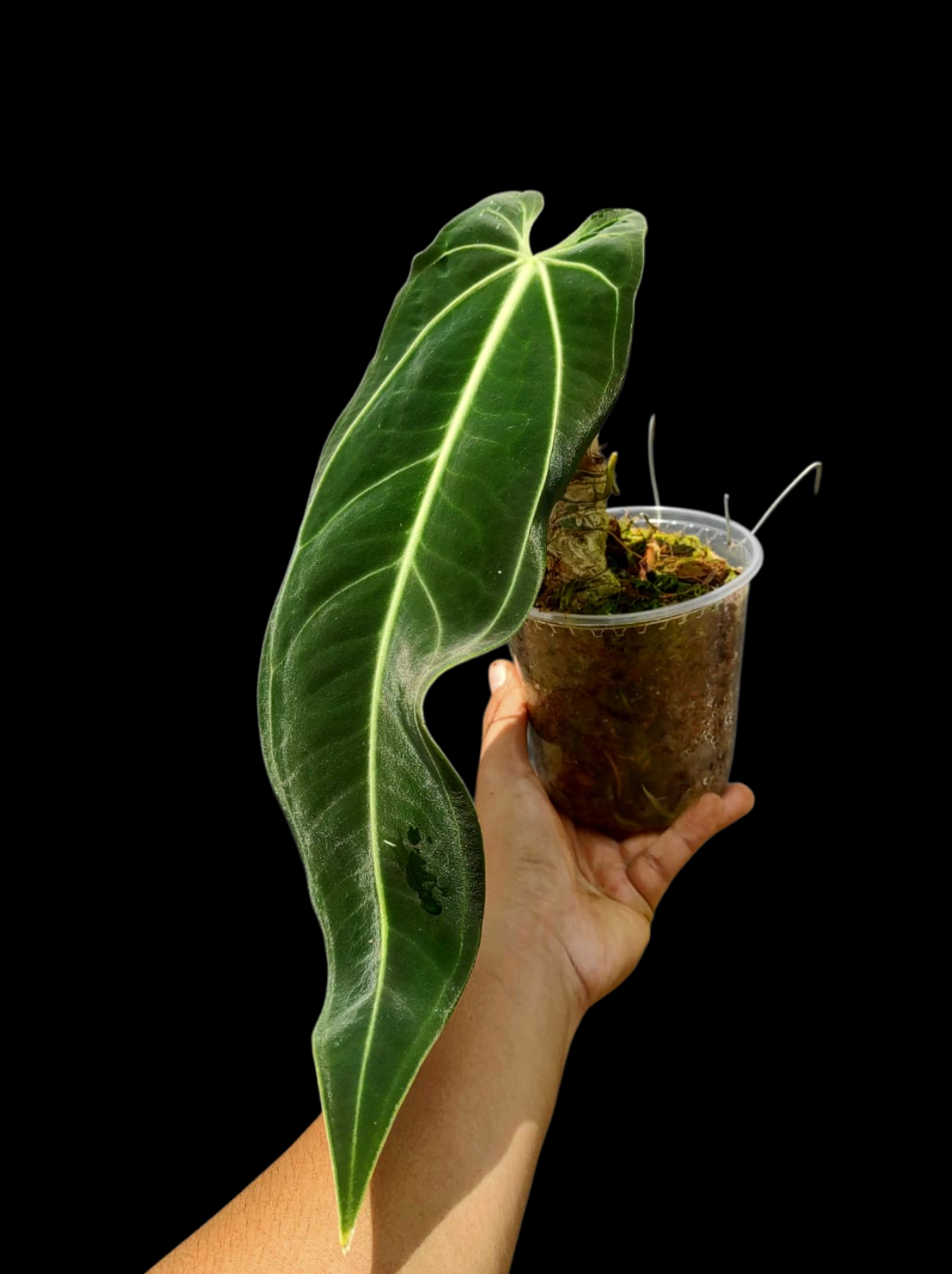 Anthurium Warocqueanum Wild Ecotype LARGE Plant (EXACT PLANT