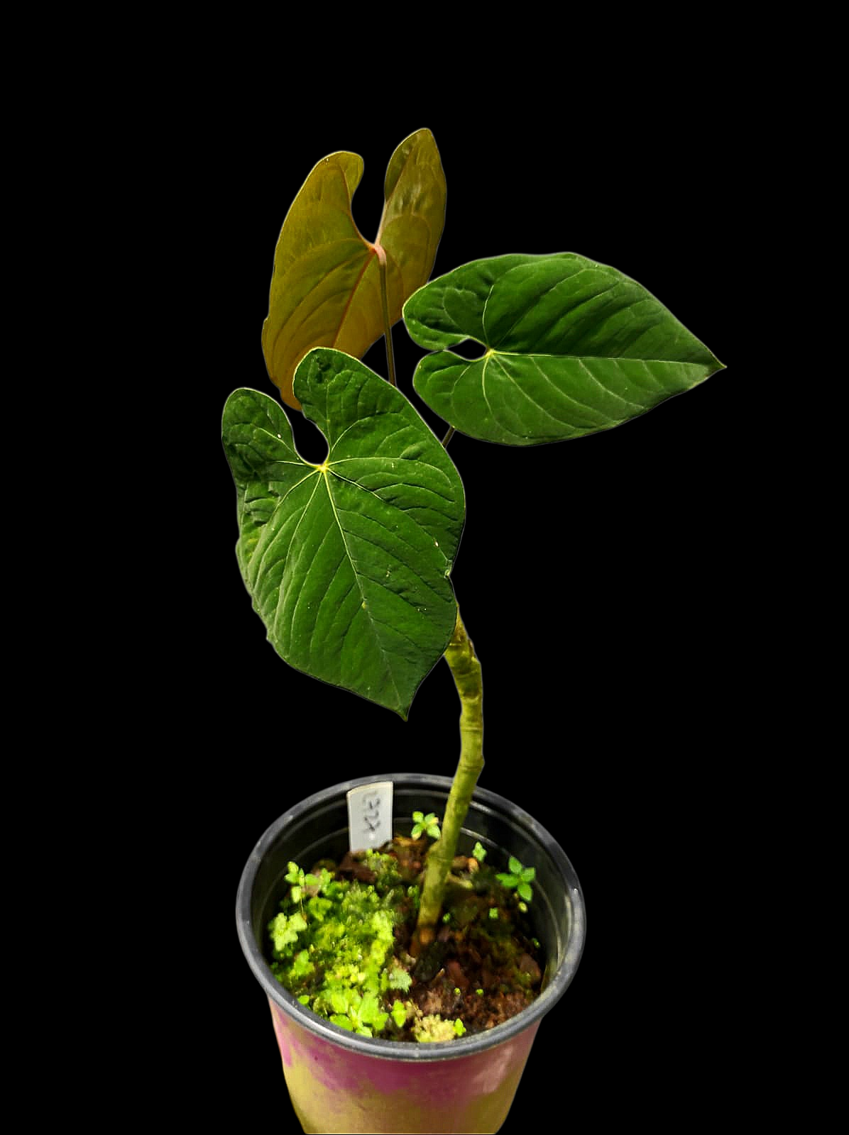 Anthurium Sp. 'Purple' with 3 Leaves LARGE Plant (EXACT PLANT)