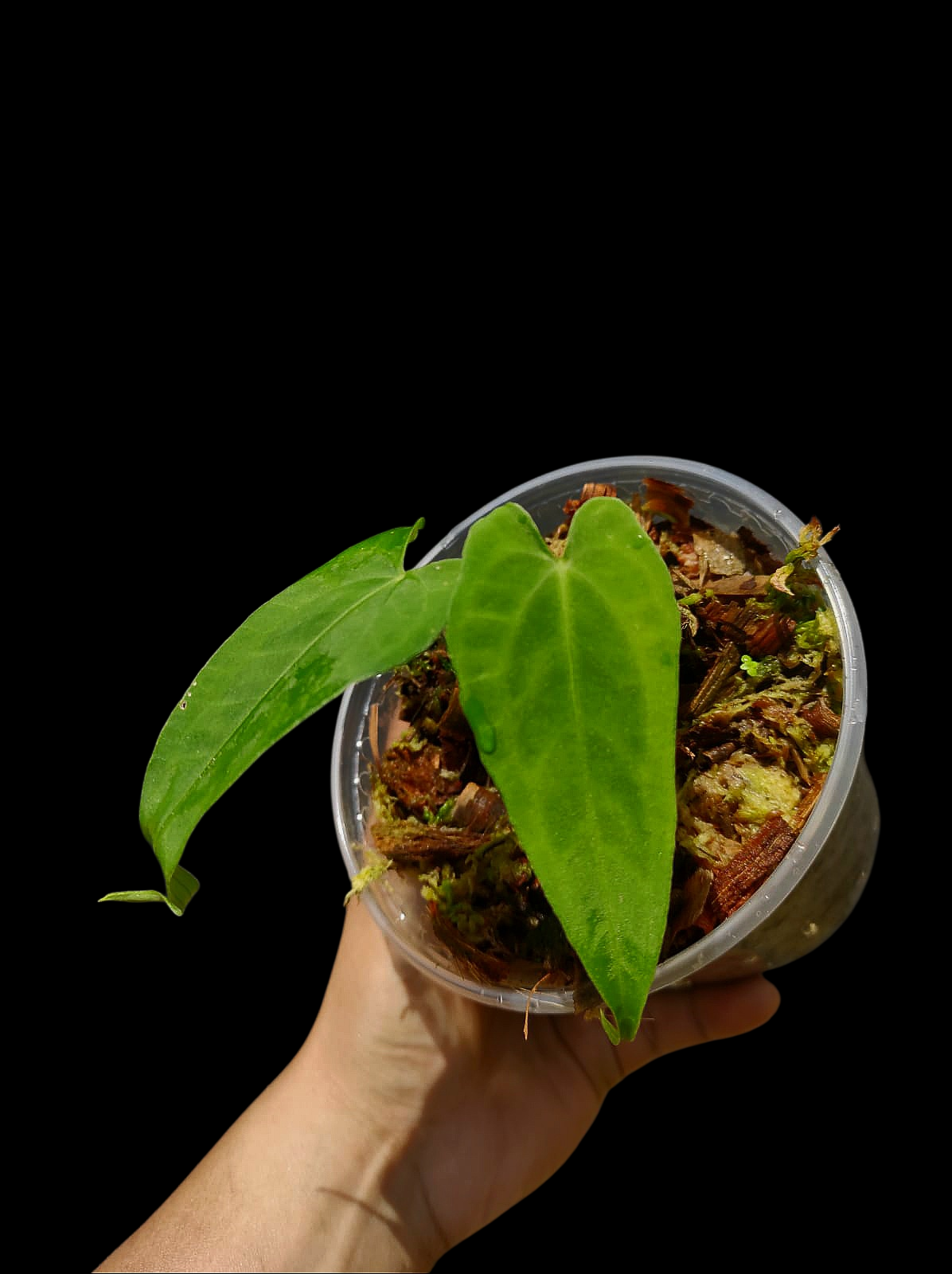 anthurium esmeralda Anthurium Sp. 'Esmeralda' Wild Ecotype (EXACT PLANT)