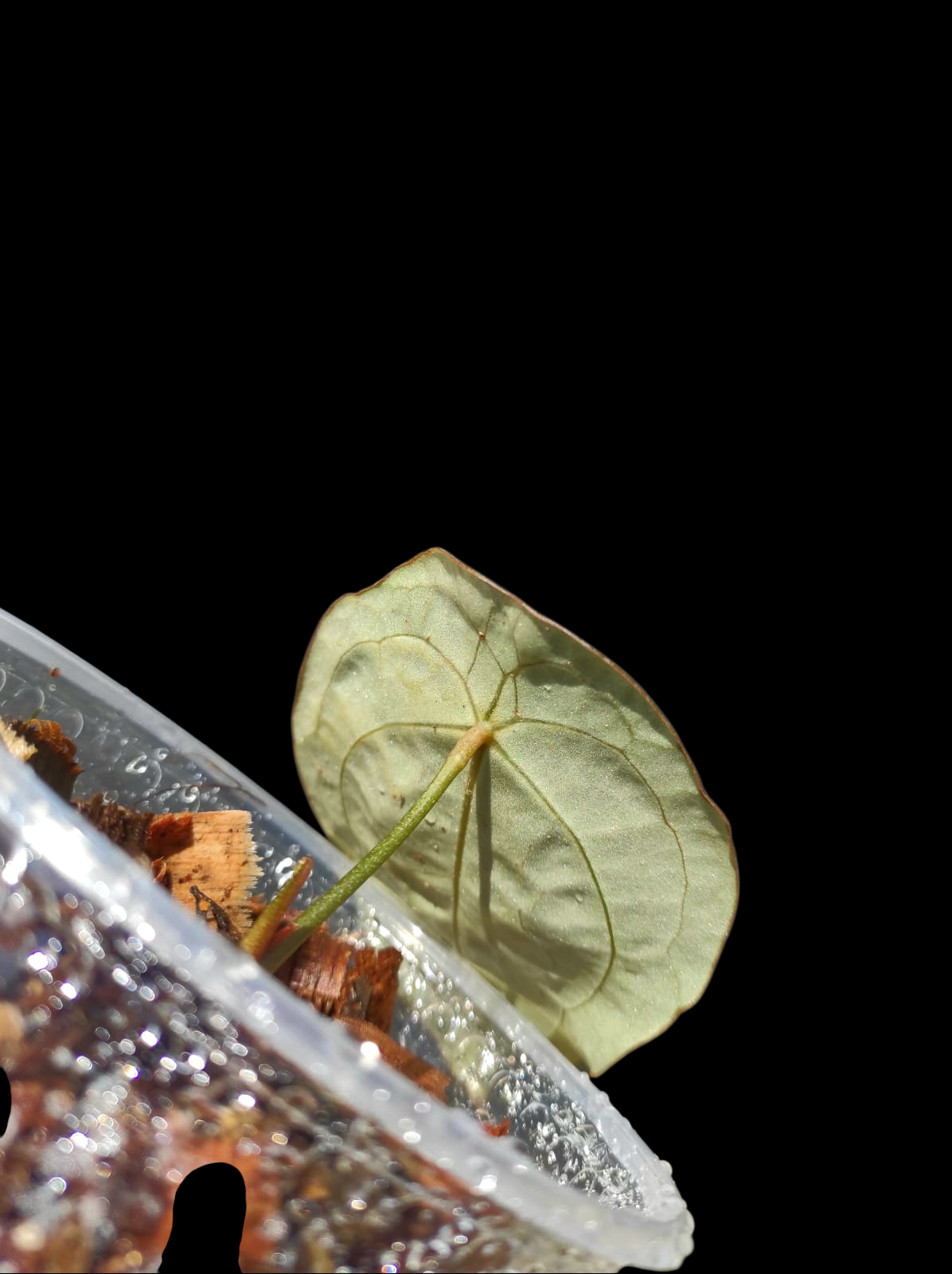 Anthurium Forgetii Wild Ecotype (EXACT PLANT)