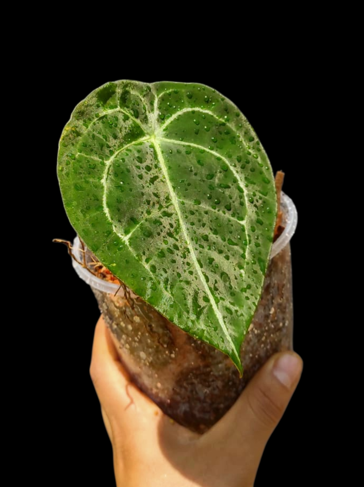 Anthurium Forgetii Wild Ecotype (EXACT PLANT)