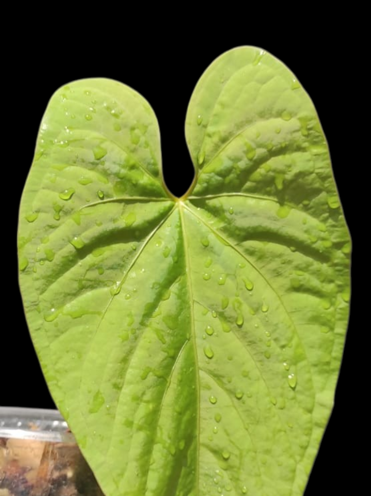 Anthurium sp. "Kunayala Glow" With 2 Leaves (EXACT PLANT)