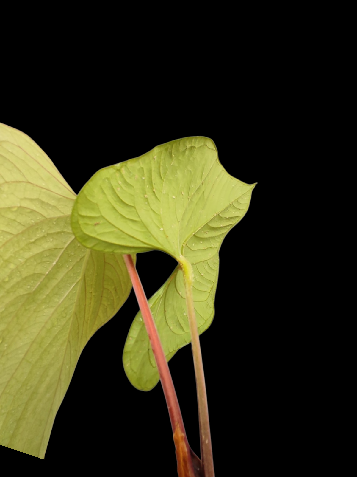 Anthurium sp. "Kunayala Glow" With 2 Leaves (EXACT PLANT)