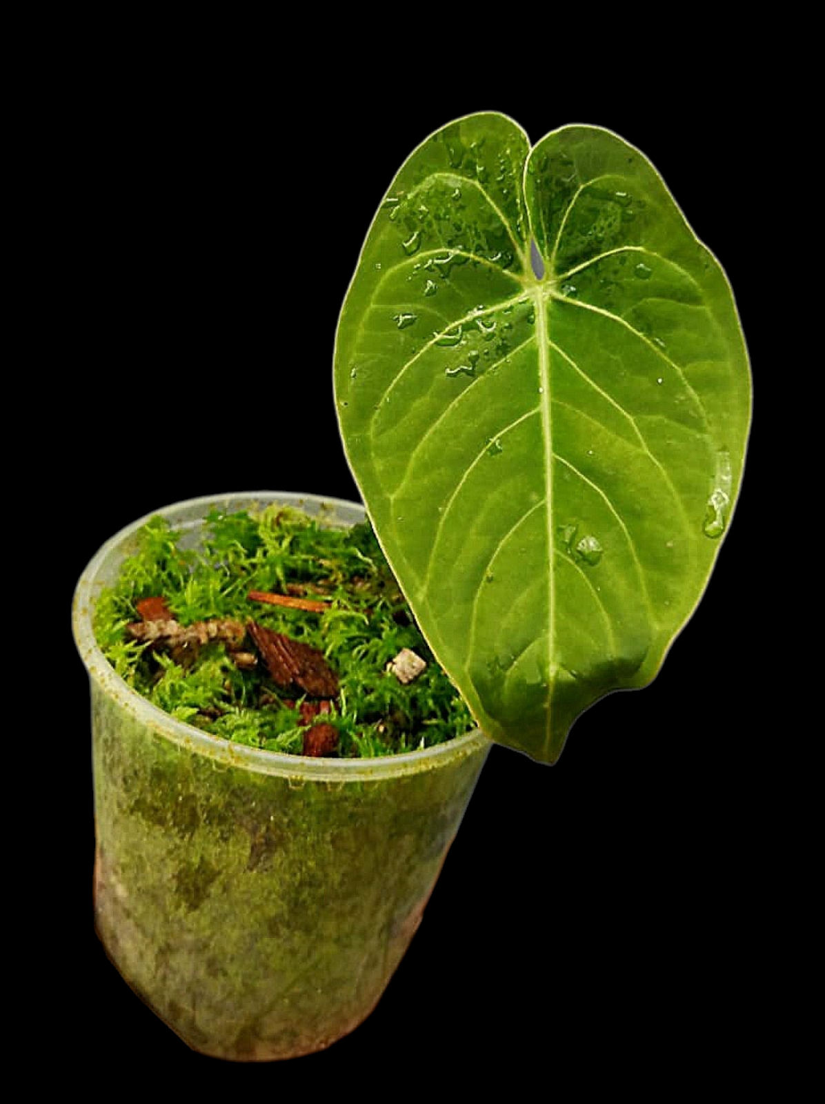 Anthurium sp. 'HuanuQuense Velvet' Wild Ecotype (EXACT PLANT)