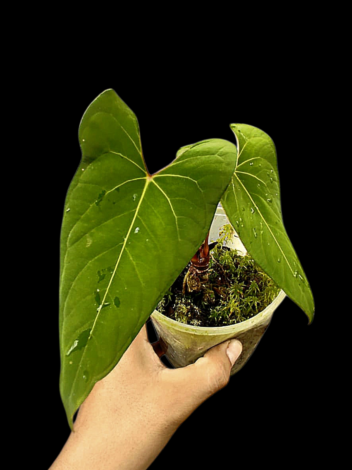 Anthurium sp. 'Huanuco Velvet' Wild Ecotype (EXACT PLANT)