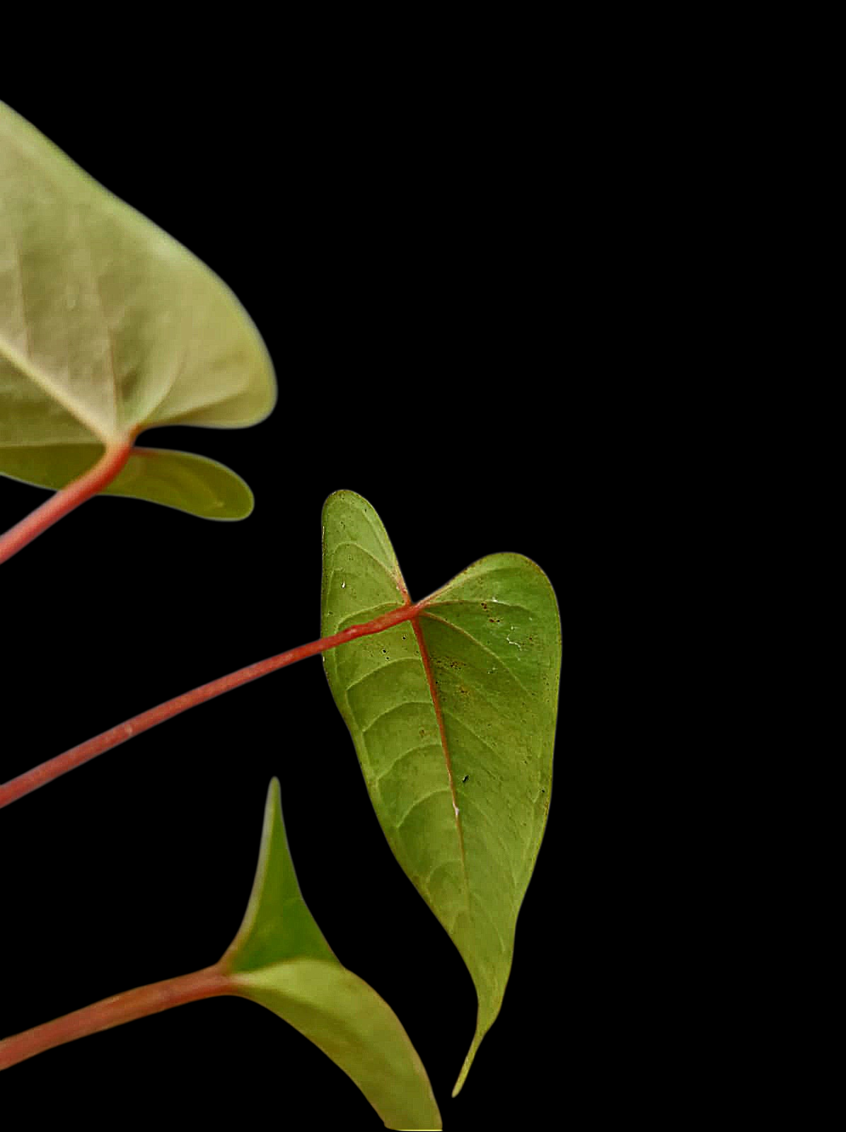 Anthurium Flavolineatum 'Red' Peru Phenotype (EXACT PLANT)