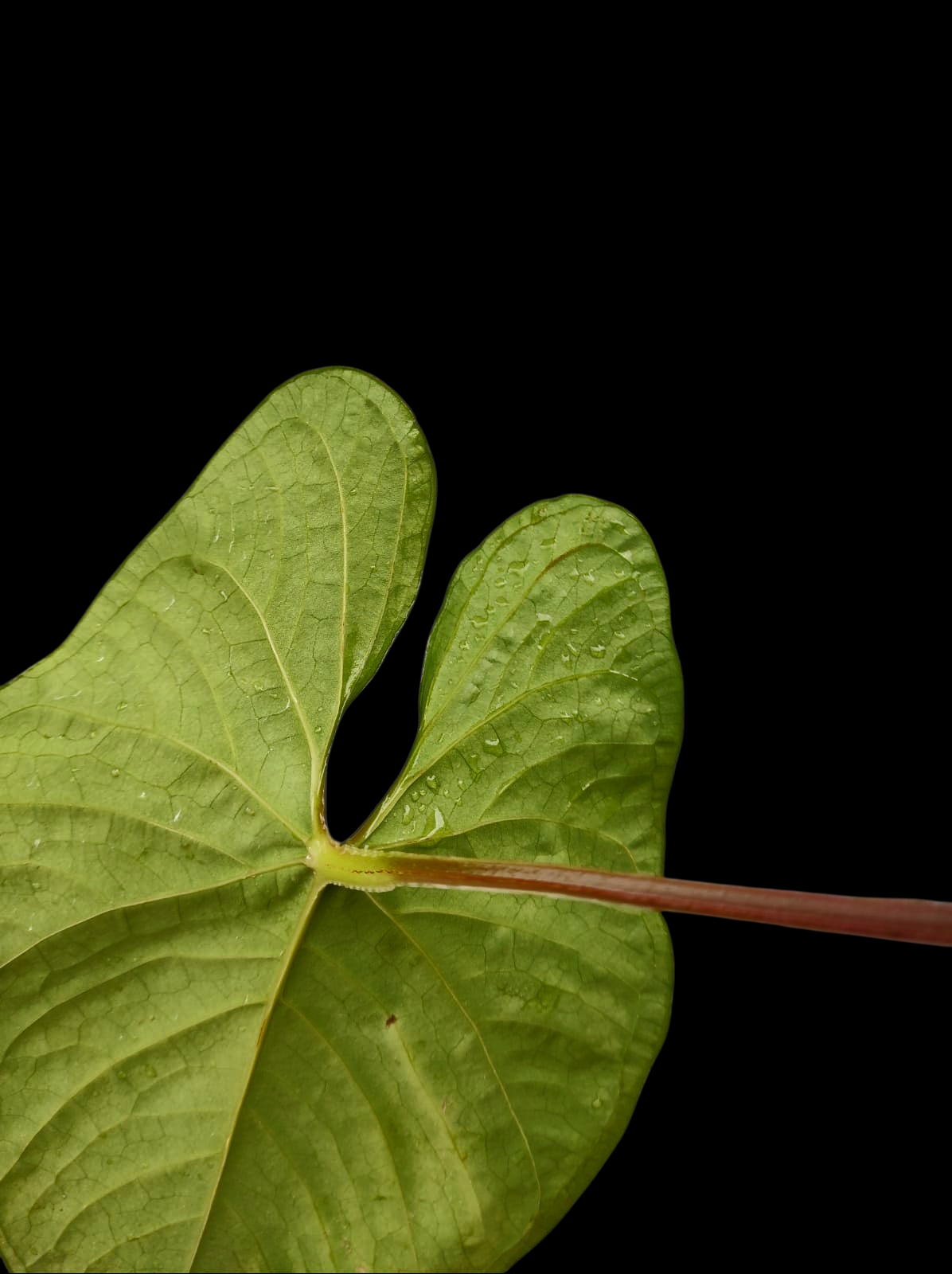 Anthurium sp. 'Kunayala Glow' Native to Panama (EXACT PLANT)
