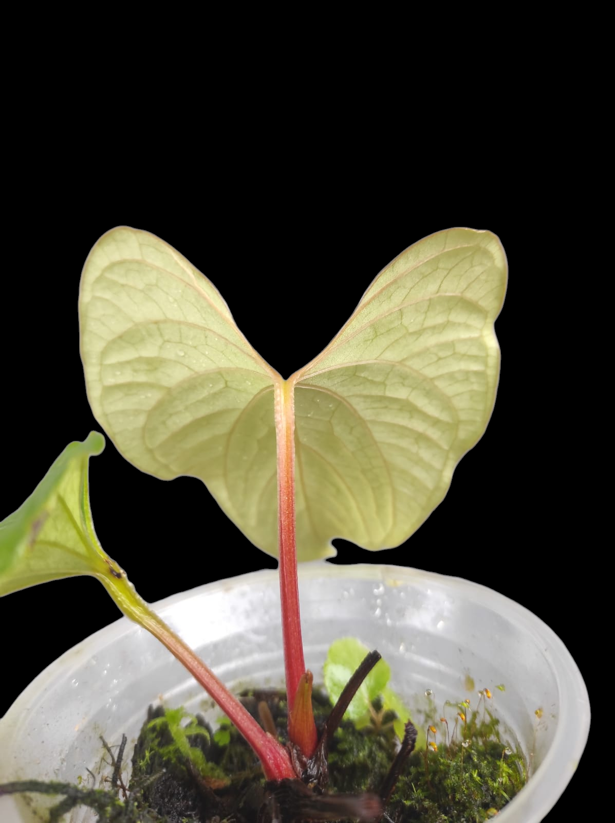 Anthurium sp. 'Kunayala Glow' Native to Panama (EXACT PLANT)