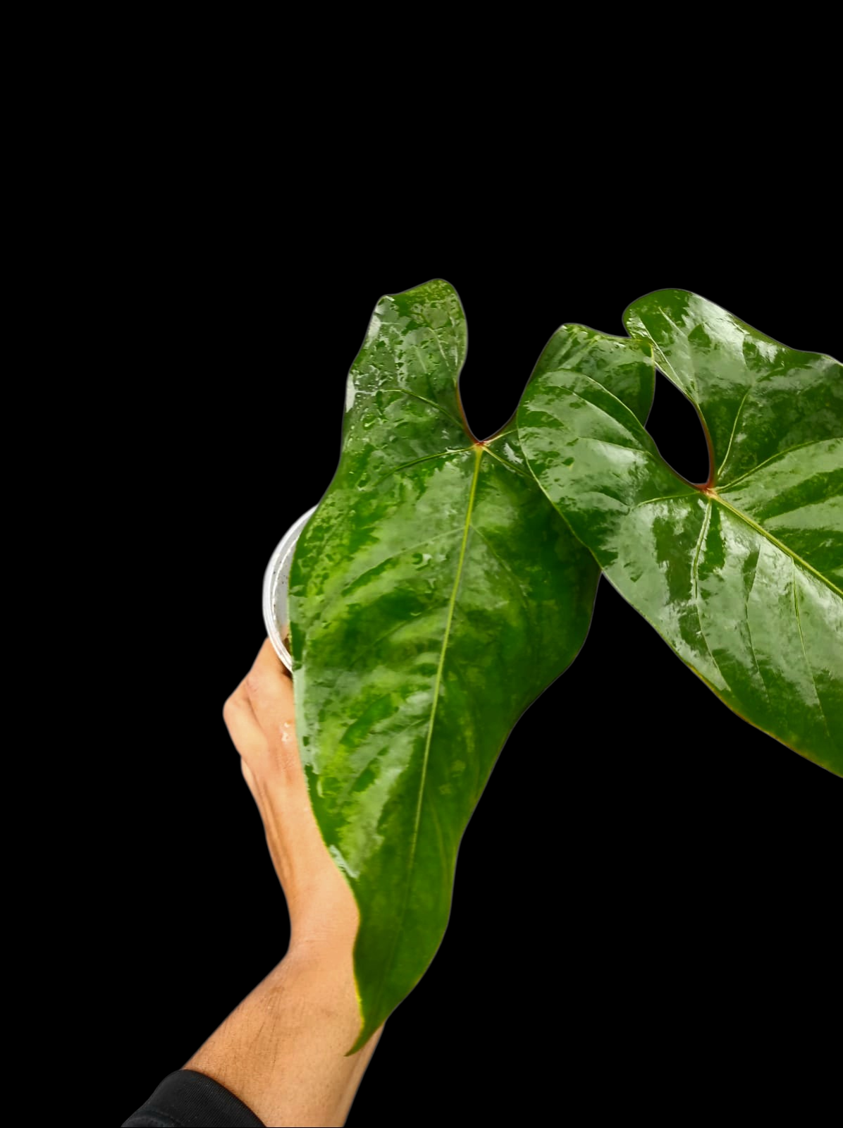 Anthurium sp. 'Huanuco Velvet' Narrow Form (EXACT PLANT)