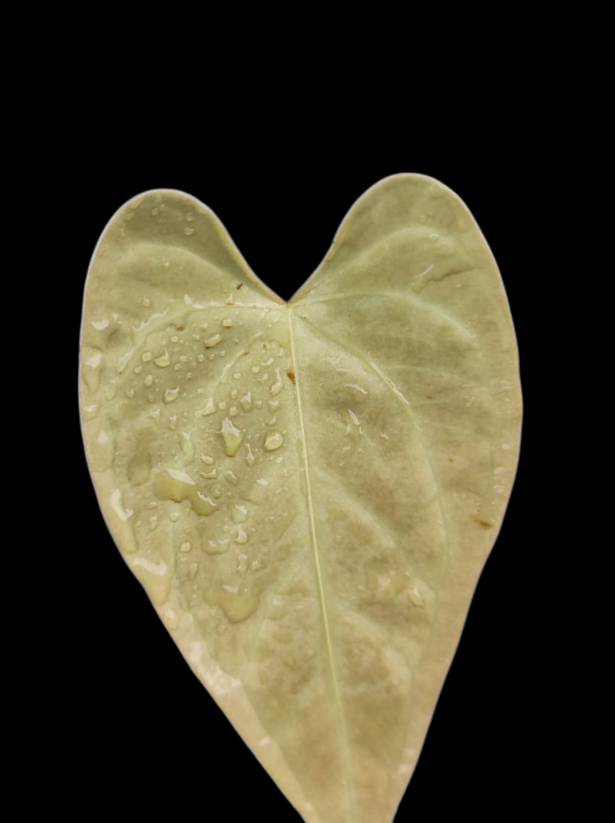 Anthurium sp. 'Tarapoto Velvet' Small size (EXACT PLANT)