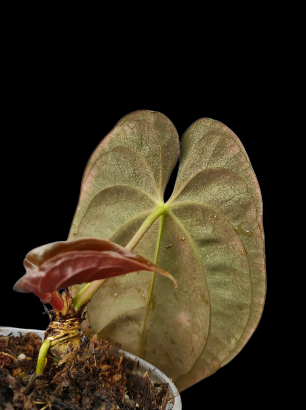 Anthurium Papillilaminum 'Guna yala' Wild Ecotype (EXACT PLANT)