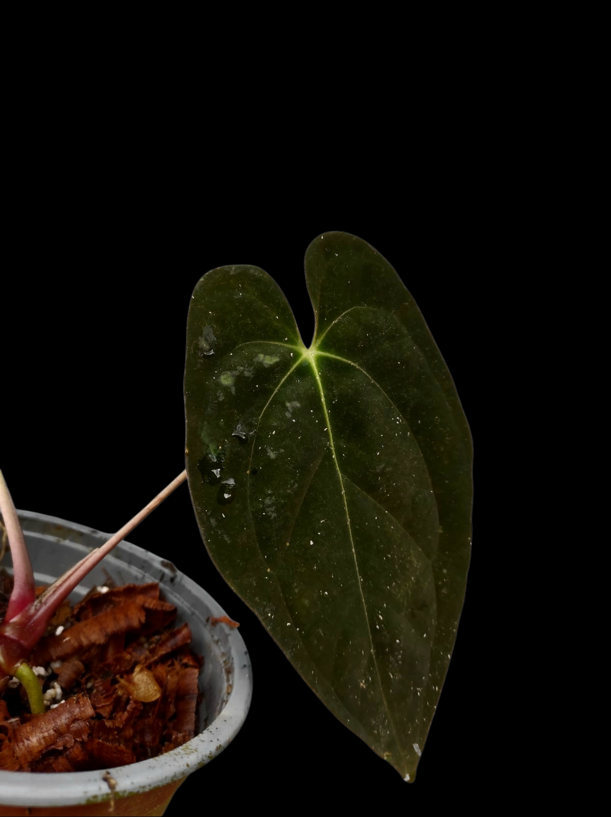 Anthurium Papillilaminum 'Guna yala' Wild Ecotype 2 leaves (EXACT PLANT)