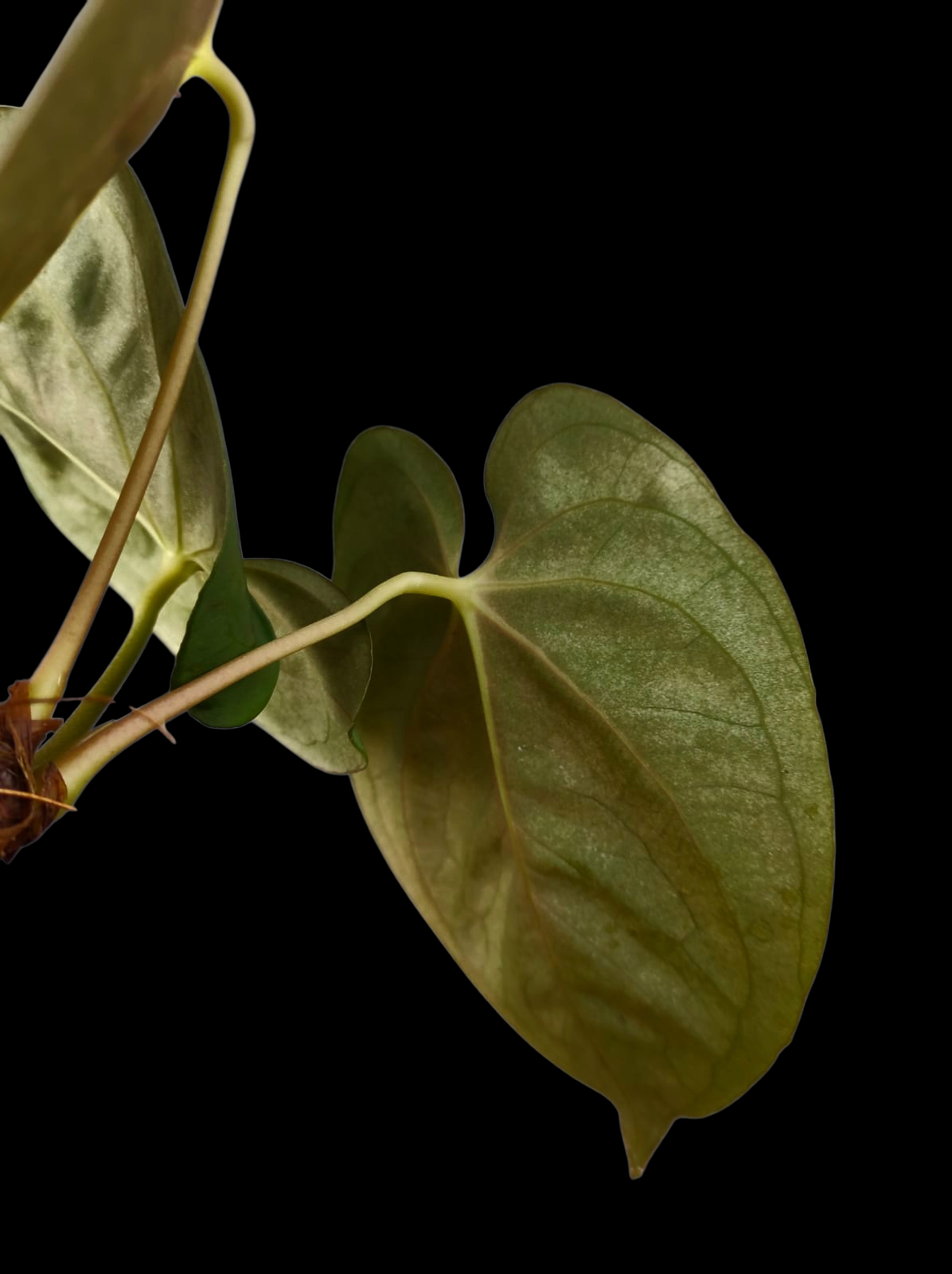 Anthurium Papillilaminum 'Guna yala' Wild Ecotype 3 Leaves (EXACT PLANT)