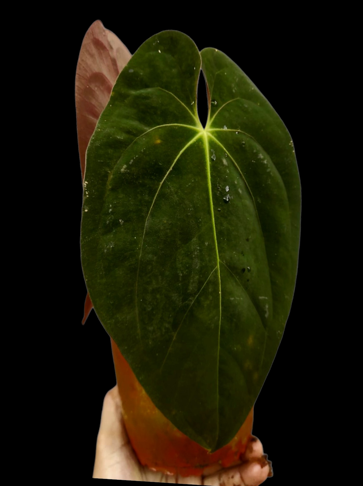Anthurium Papillilaminum 'Guna yala' BIG Plant Wild Ecotype (EXACT PLANT)
