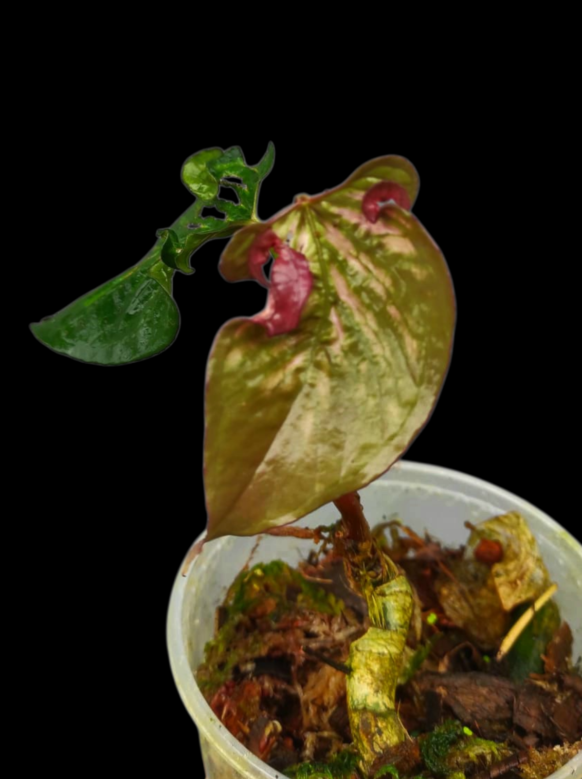 Anthurium sp. 'Purple' Mutant Phenotype (EXACT PLANT)