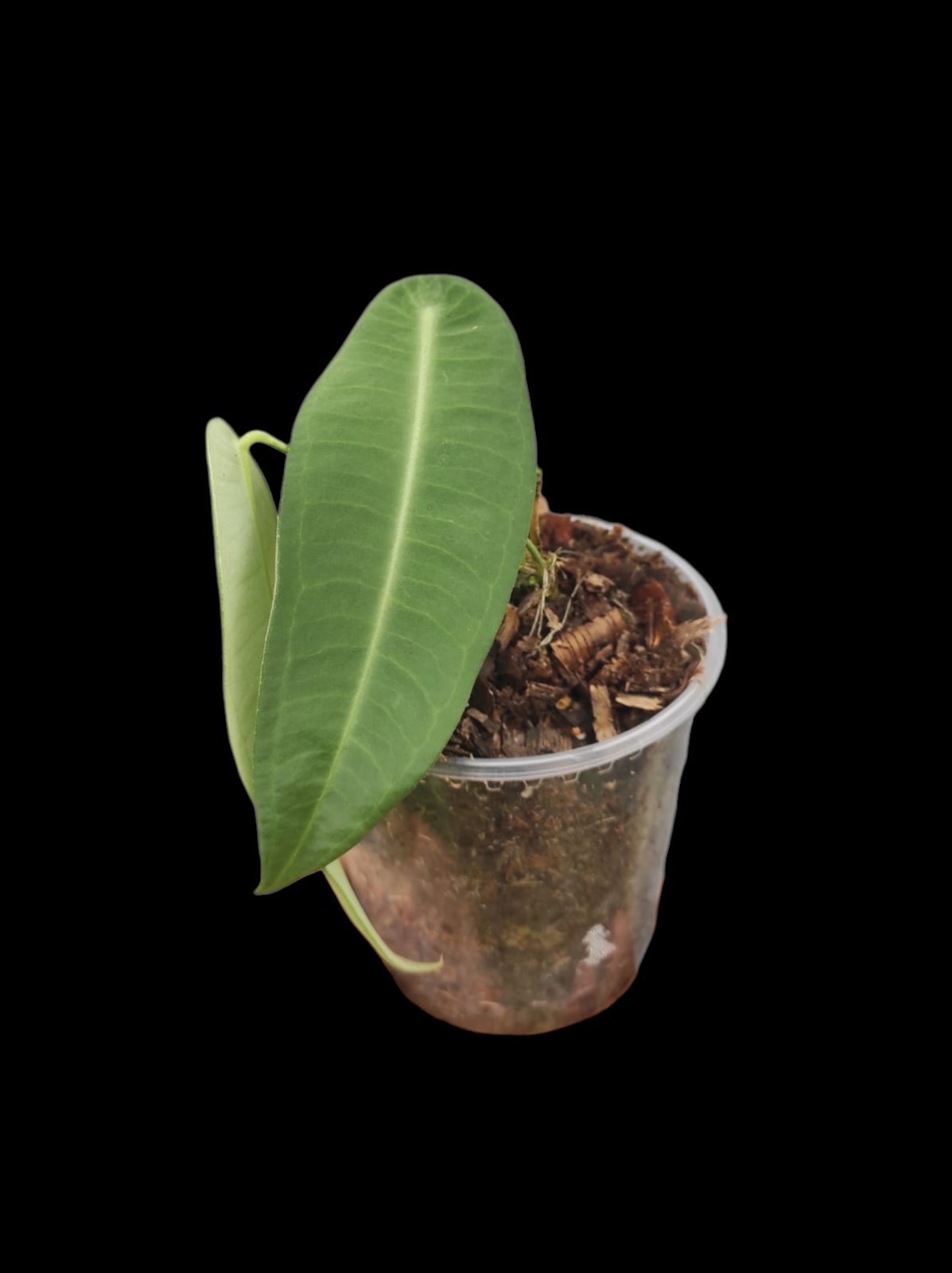 Anthurium sp. "Little Ghost" Wild Ecotype with 2 Leaves (EXACT PLANT)