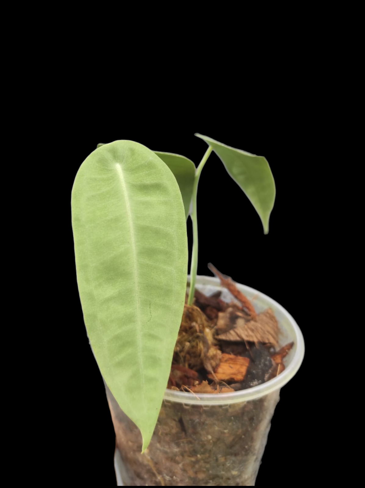 Anthurium sp. "Little Ghost" Wild Ecotype with 4 Leaves (EXACT PLANT)