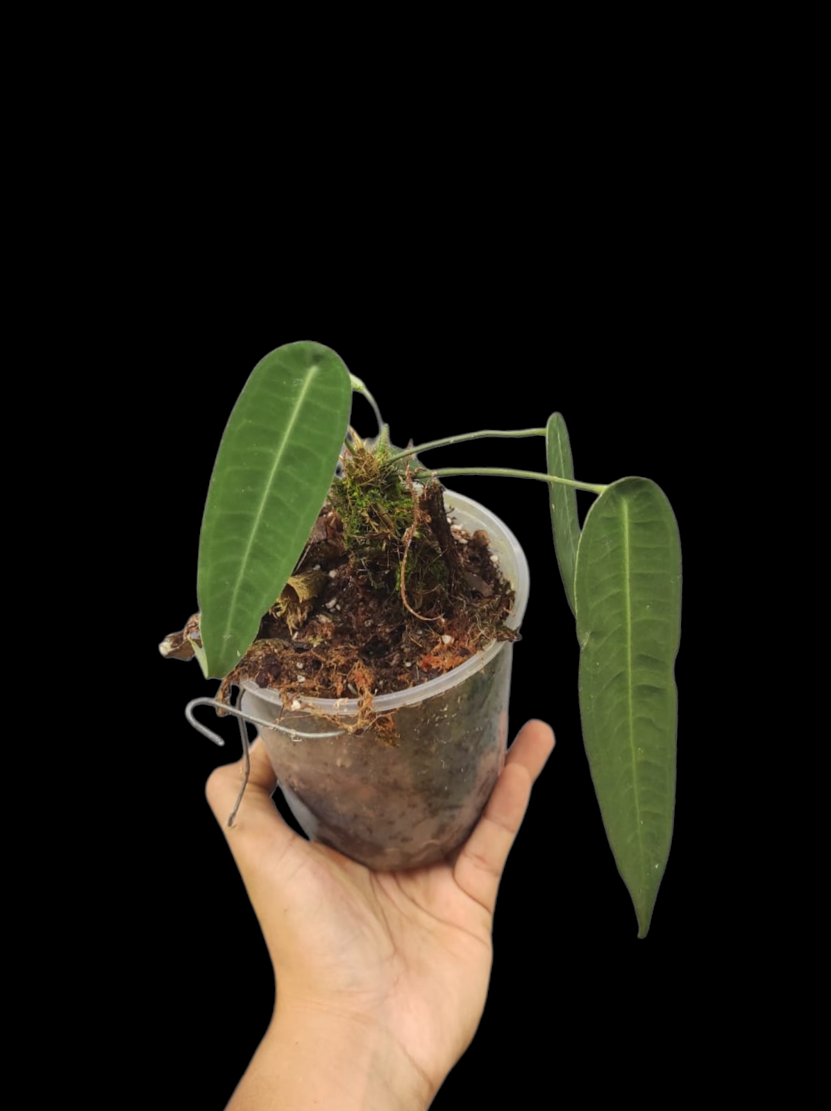 Anthurium sp. "Little Ghost" Wild Ecotype with 3 Leaves (EXACT PLANT)