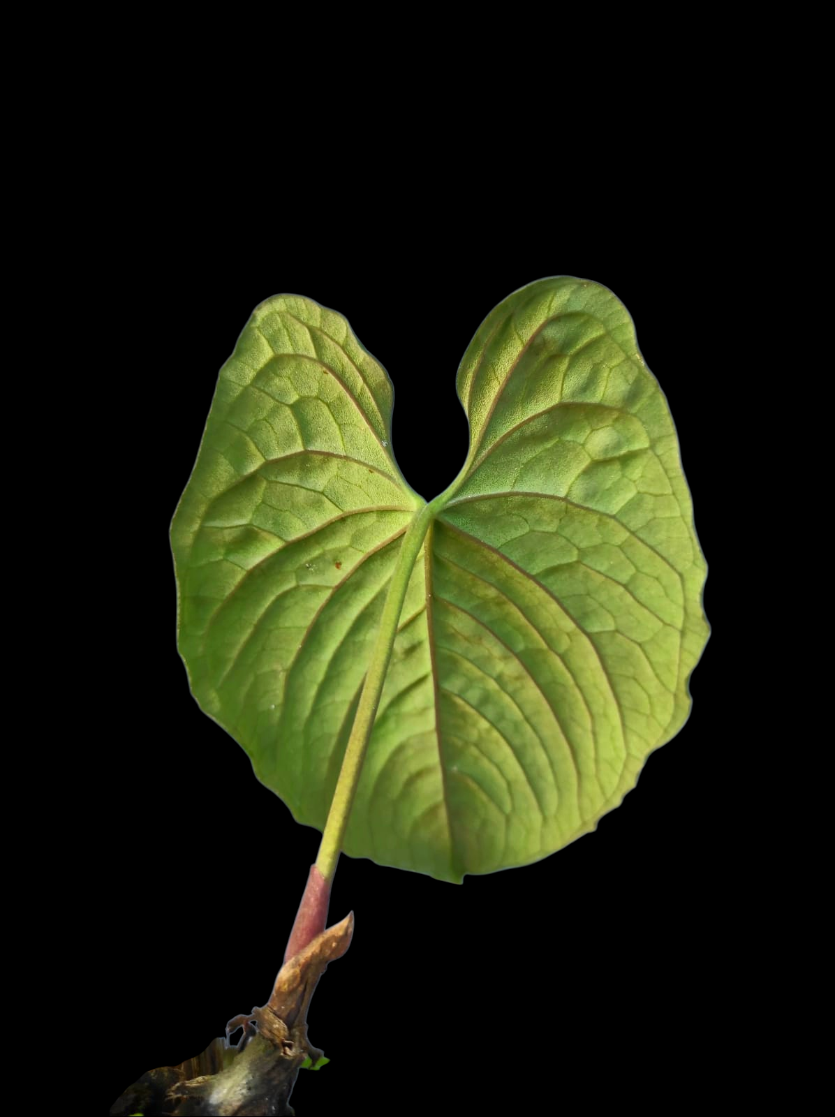 Anthurium Sp. 'Purple Velvet' Bullate Special Phenotype (EXACT PLANT)