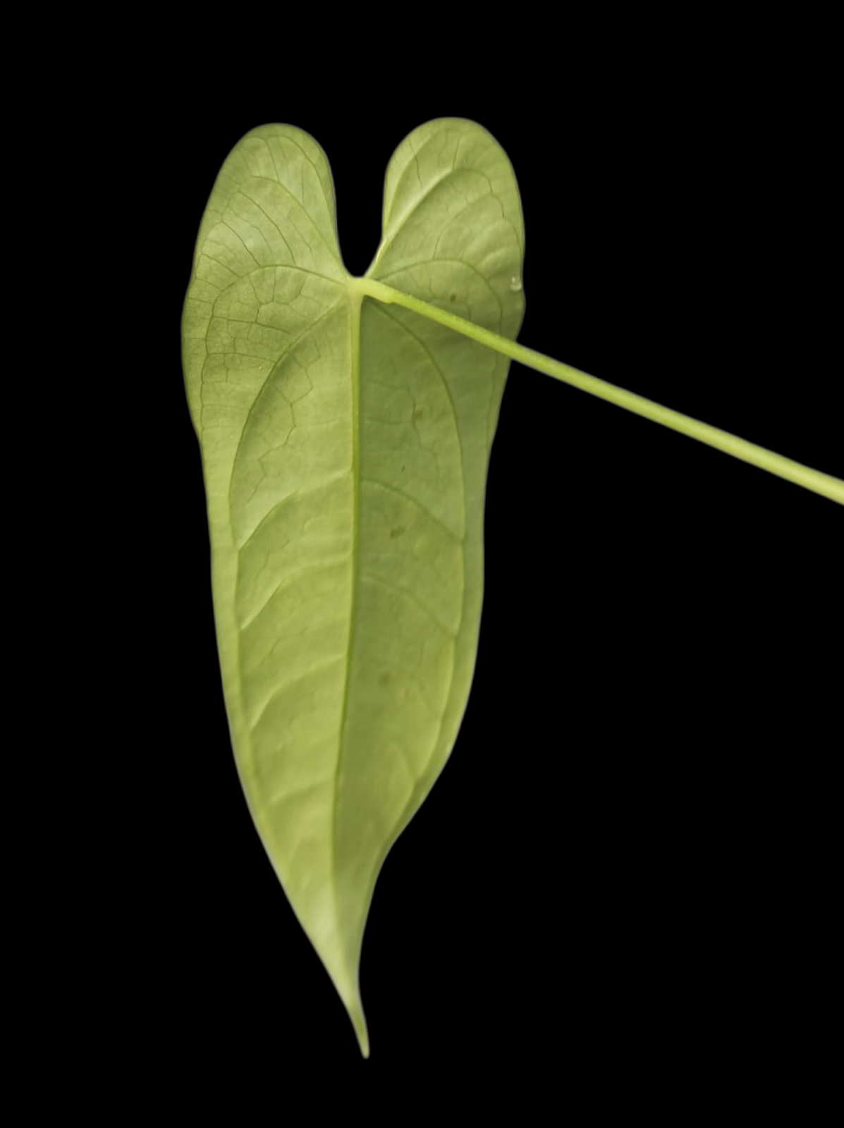 Anthurium sp. 'Verdesino' Wild Ecotype (EXACT PLANT)