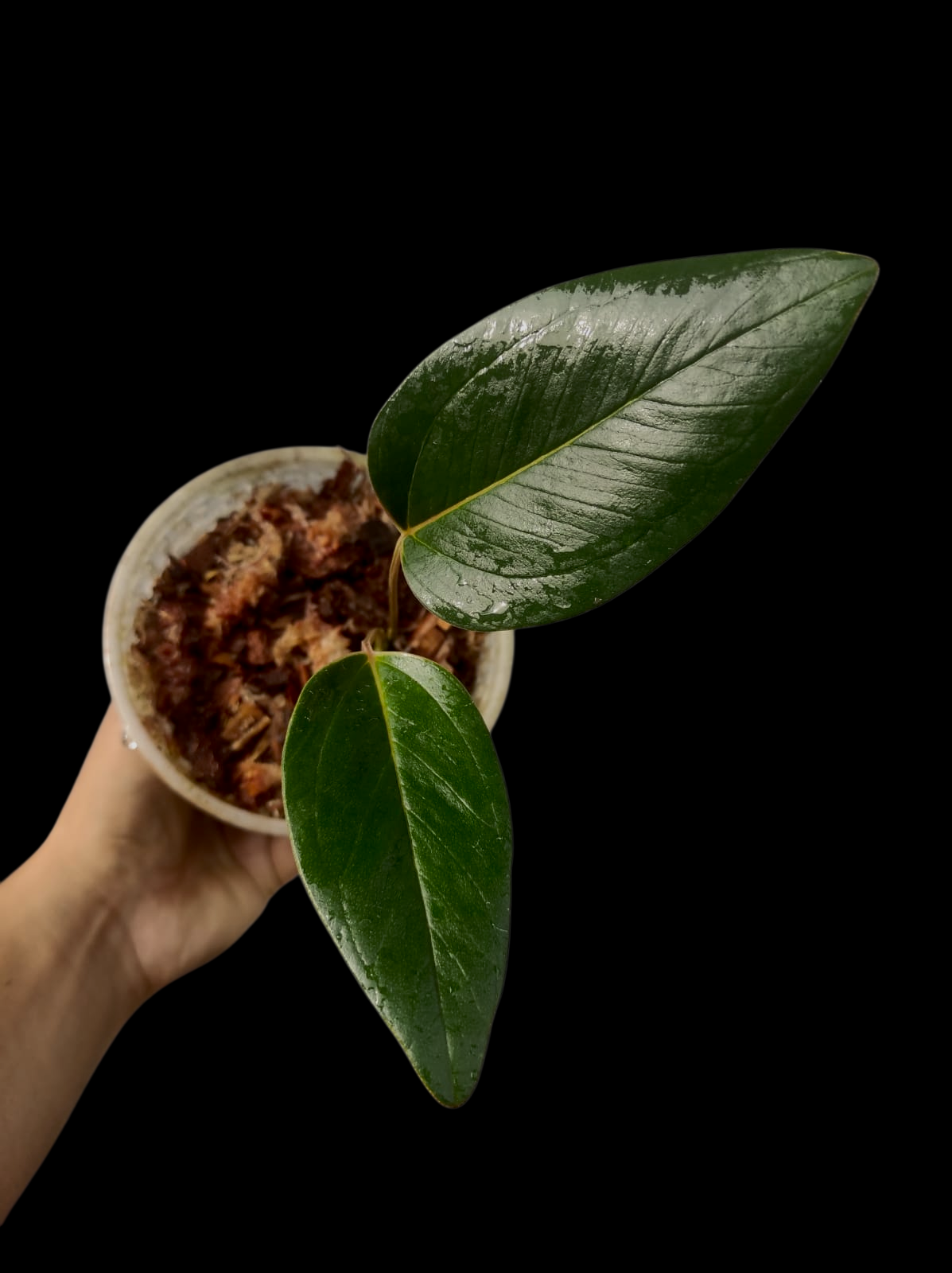 Anthurium sp. 'Amazonas Mountain' Dark Form (EXACT PLANT)
