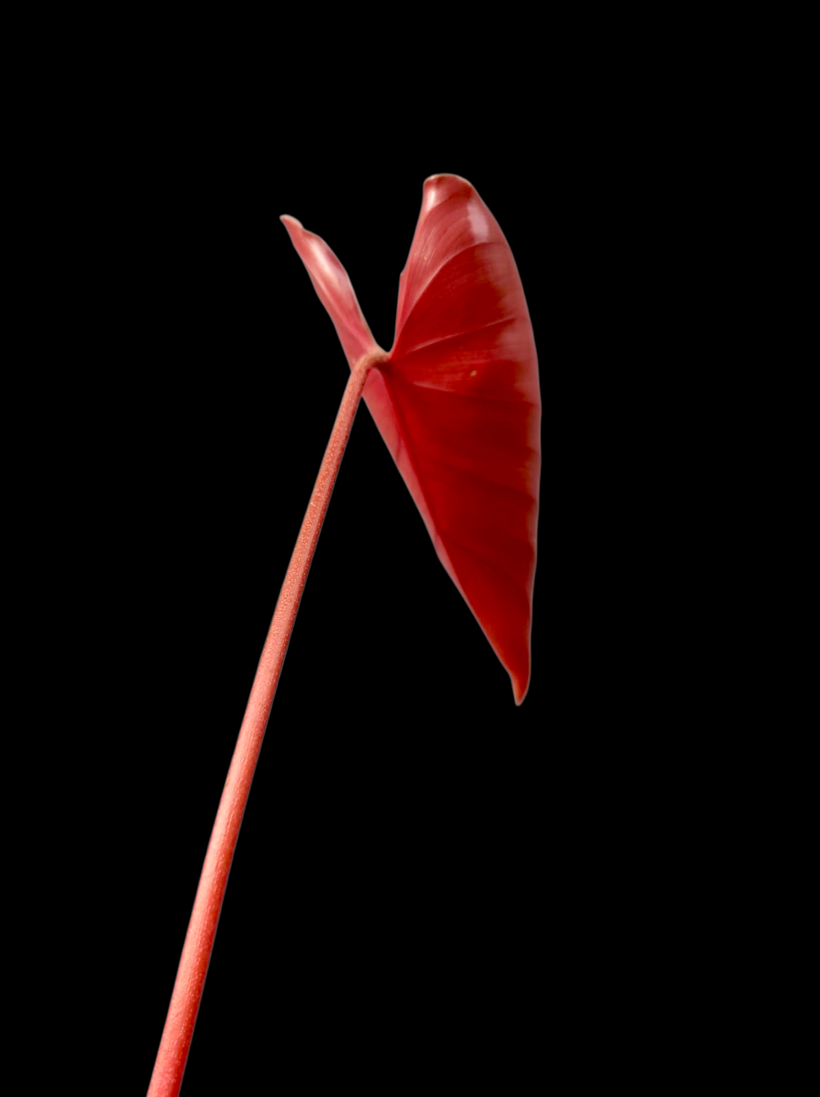 philodendron Devansayeanum Narrow Form Wild Ecotype (EXACT PLANT)