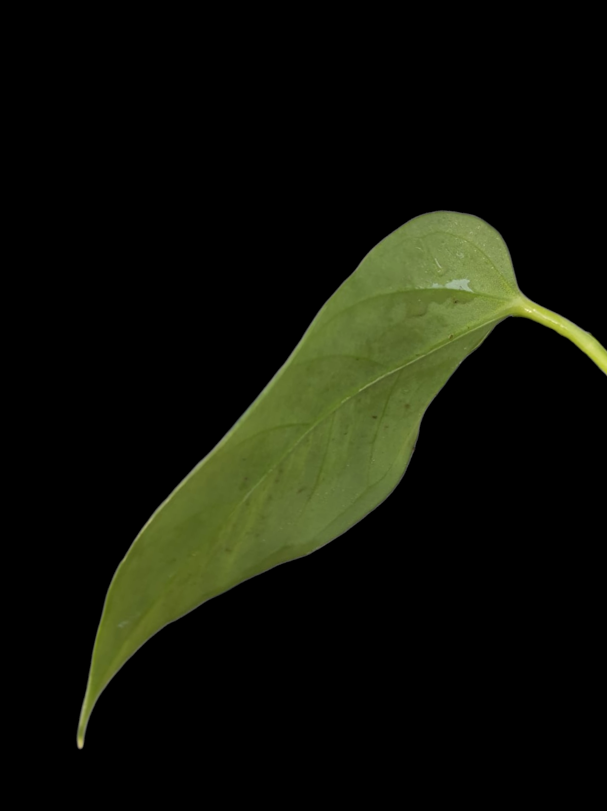 Anthurium sp. 'Toroyacu' Wild Ecotype (EXACT PLANT)