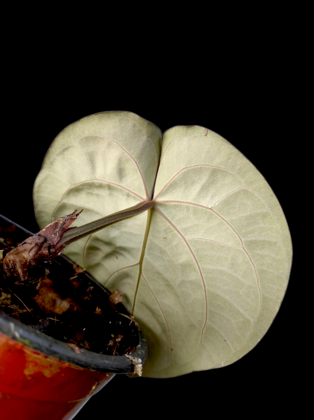 Anthurium Carlablackiae Round Form Special Phenotype (EXACT PLANT)