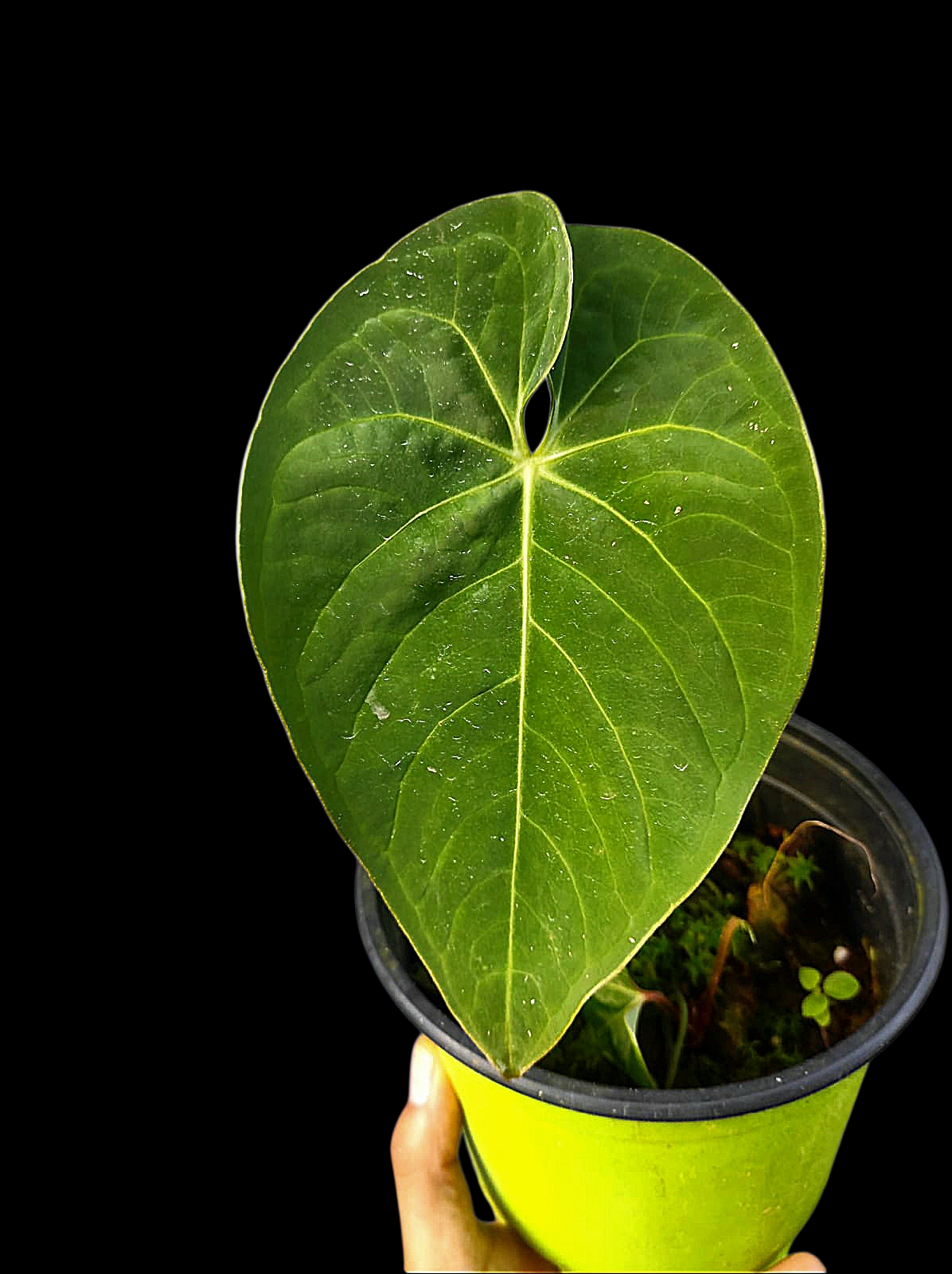 Anthurium Sp. 'Peru Velvet' Round Form (EXACT PLANT)