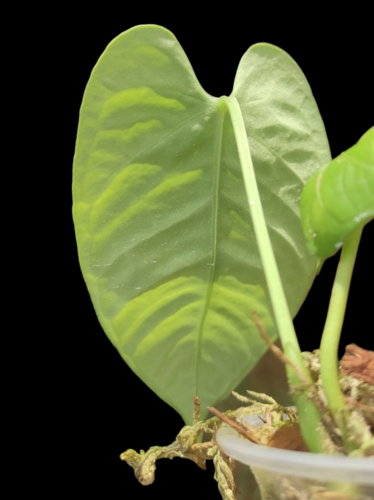 Anthurium sp. 'White Bull' Wild Ecotype (EXACT PLANT)